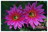E.'Splendora'